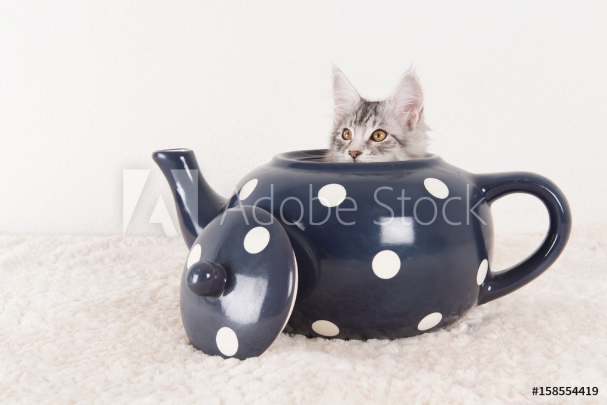 Afbeeldingen van Maine coon kitten in tea pot